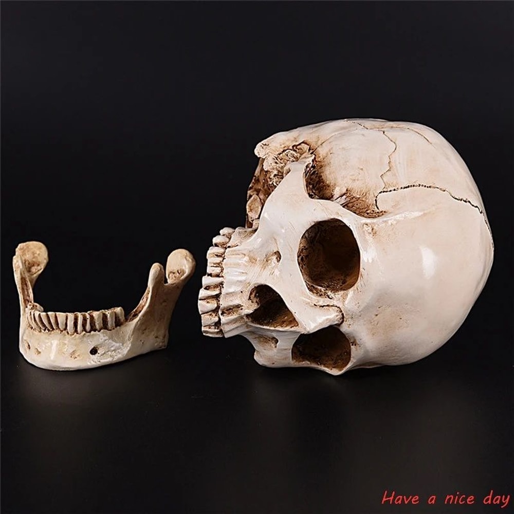 LifeSize Human Skull Resin Model Anatomical Skull Replica Medical Study Halloween Decor 2