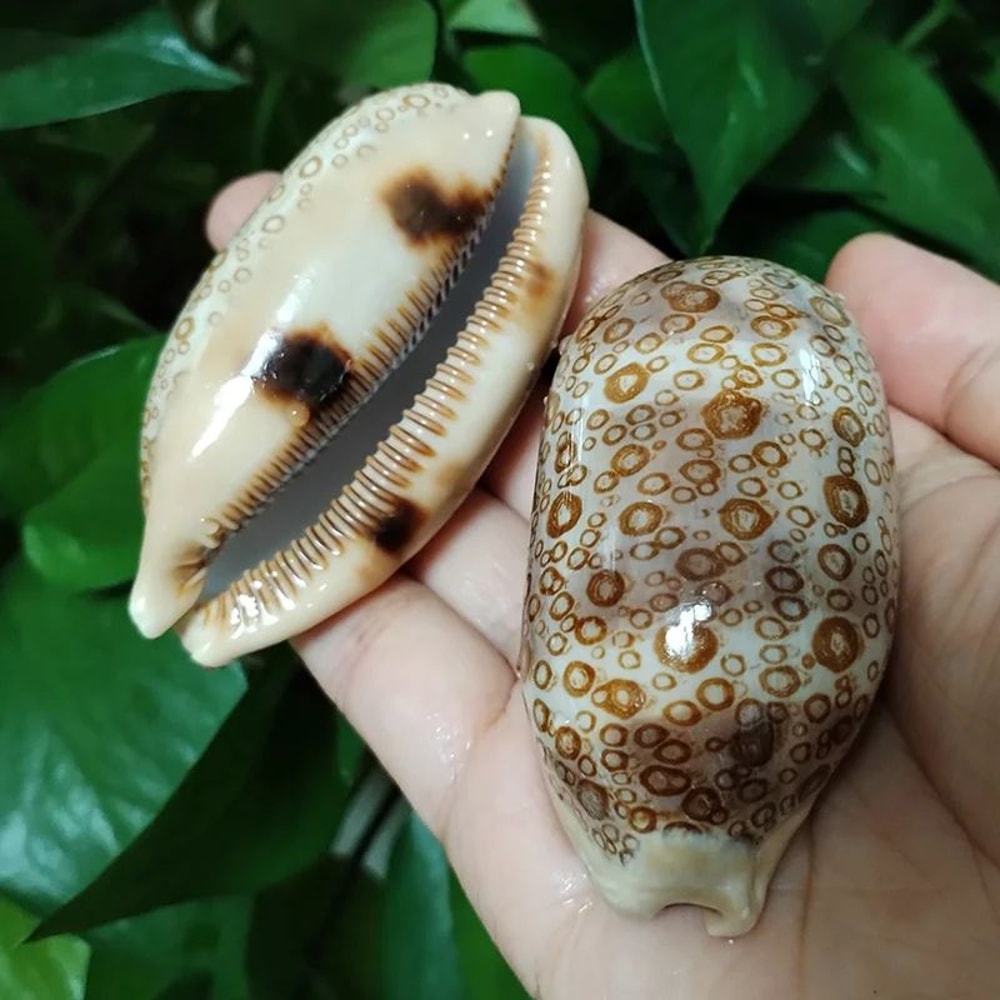 2pcs Talparia Argus Cowrie Shell Set Natural Serpent Head Sea Shell Decor For Aquarium Home 0