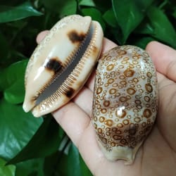 2pcs talparia argus cowrie shell set – natural serpent head sea shell decor for aquarium & home