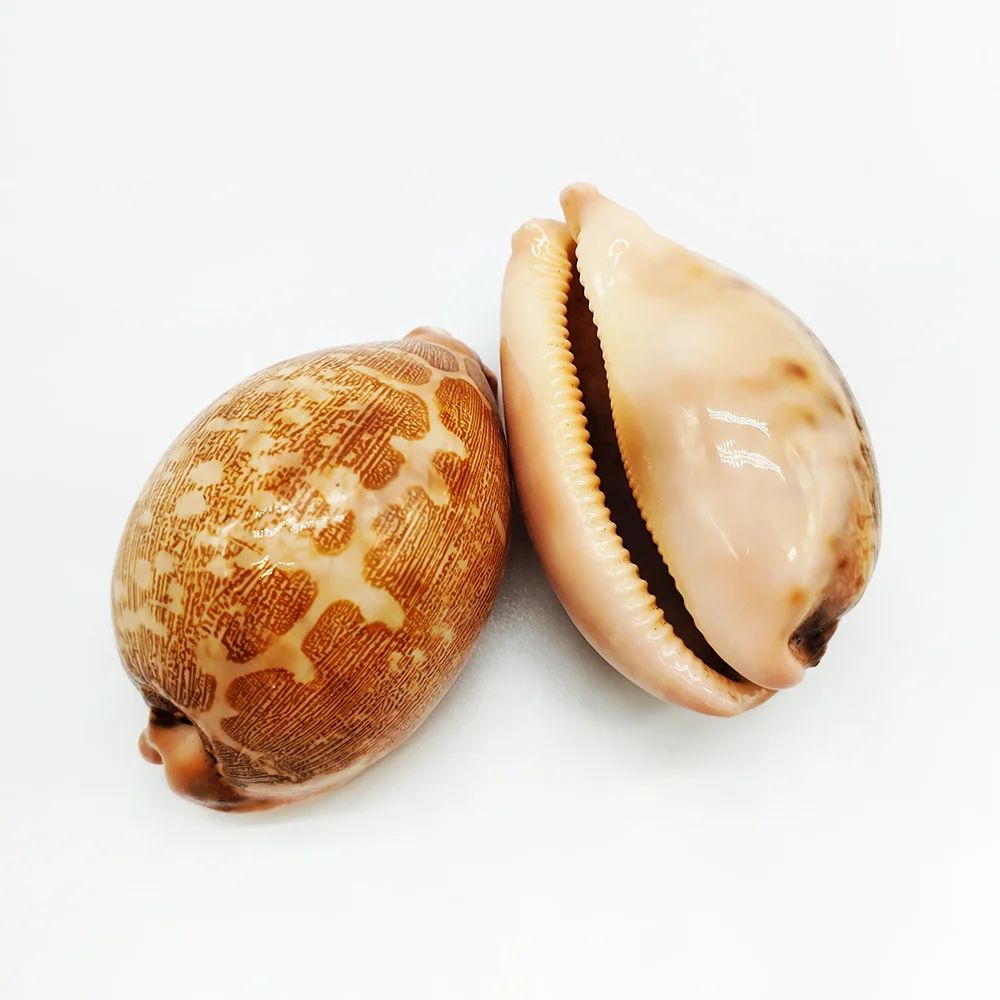 2pcs Talparia Argus Cowrie Shell Set Natural Serpent Head Sea Shell Decor For Aquarium Home 4