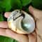 African Turbo Hermit Crab Shell Natural Brown Jade Turban Seashell Decor 1