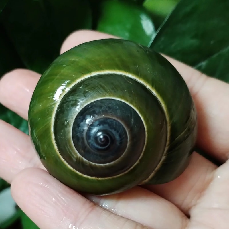 Natural Green Jade Snail Shell Decor Dyakiidae Aquarium Terrarium Landscaping Ornament 6