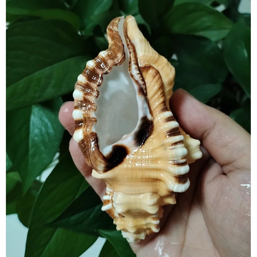 Natural Triton Sea Shell Decor Cymatium Lotorium Beach Theme Aquarium DIY Photography Prop 2