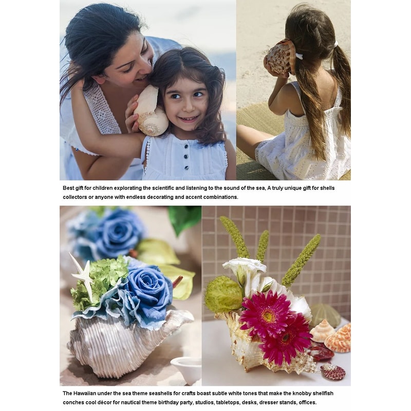 Large Natural Murex Ramosus Sea Shell Real Ocean Conch Decor For Coastal Home Wedding Display 7