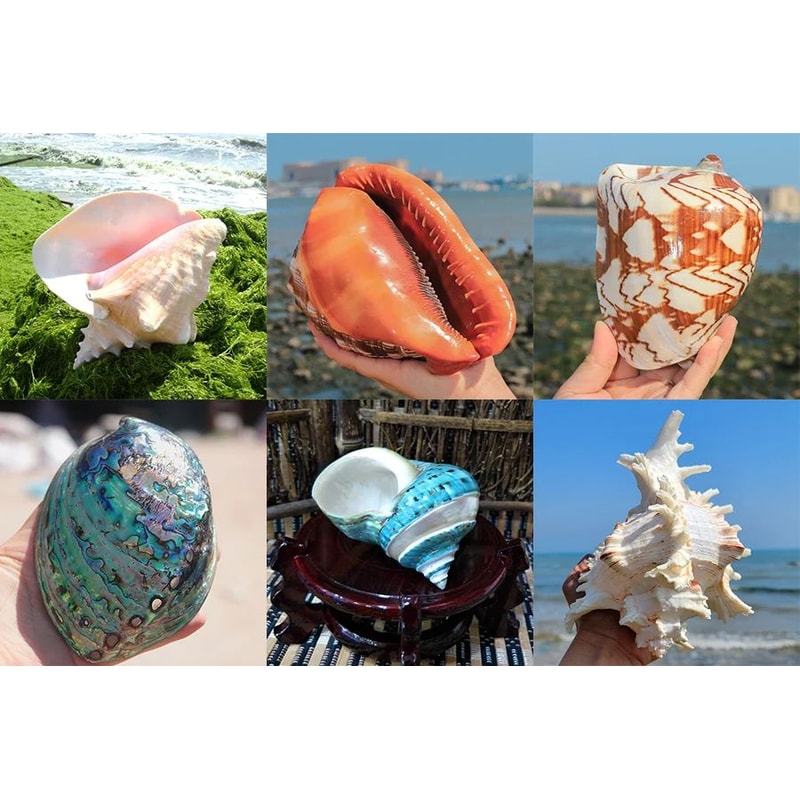 Large Natural Murex Ramosus Sea Shell Real Ocean Conch Decor For Coastal Home Wedding Display 8