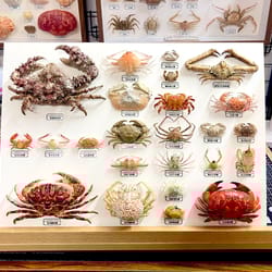 real crab specimen display – handcrafted preserved crab ornament for collectors & unique home decor