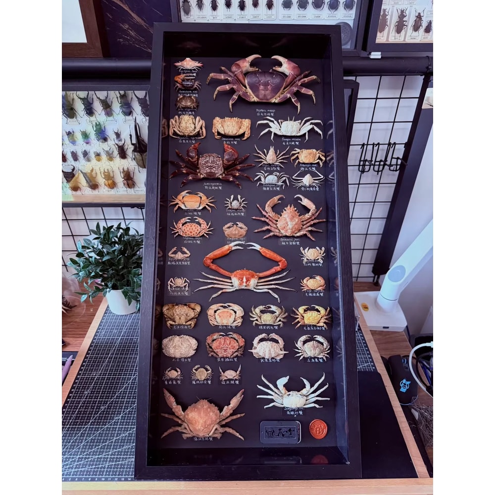 Real Crab Specimen Display Handcrafted Preserved Crab Ornament For Collectors Unique Home Decor 2