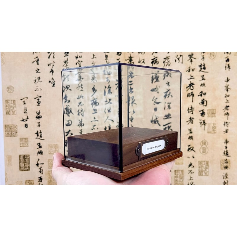 Real Crab Specimen Display Handcrafted Preserved Crab Ornament For Collectors Unique Home Decor 4