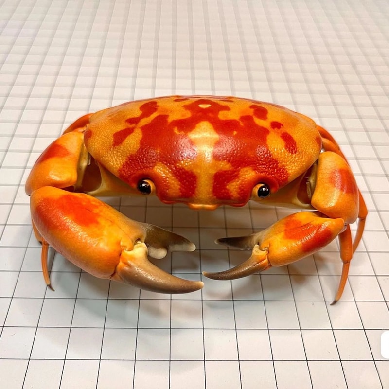 Real Crab Specimen Display Handcrafted Preserved Crab Ornament For Collectors Unique Home Decor 7