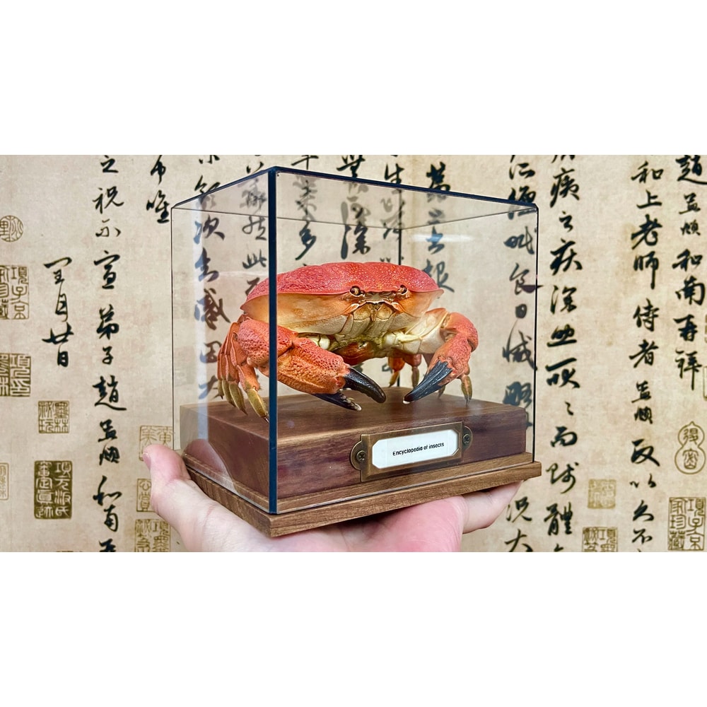 Real Crab Specimen Display Handcrafted Preserved Crab Ornament For Collectors Unique Home Decor 9