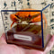Real Crab Specimen Display Handcrafted Preserved Crab Ornament For Collectors Unique Home Decor 10