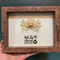 Real Crab Specimen Display Handcrafted Preserved Crab Ornament For Collectors Unique Home Decor 11