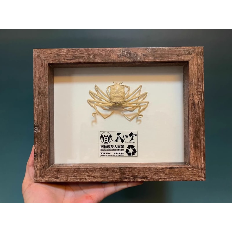 Real Crab Specimen Display Handcrafted Preserved Crab Ornament For Collectors Unique Home Decor 11