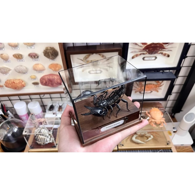 Real Crab Specimen Display Handcrafted Preserved Crab Ornament For Collectors Unique Home Decor 13