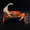 Real Crab Specimen Display Handcrafted Preserved Crab Ornament For Collectors Unique Home Decor 14