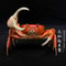 Real Crab Specimen Display Handcrafted Preserved Crab Ornament For Collectors Unique Home Decor 14