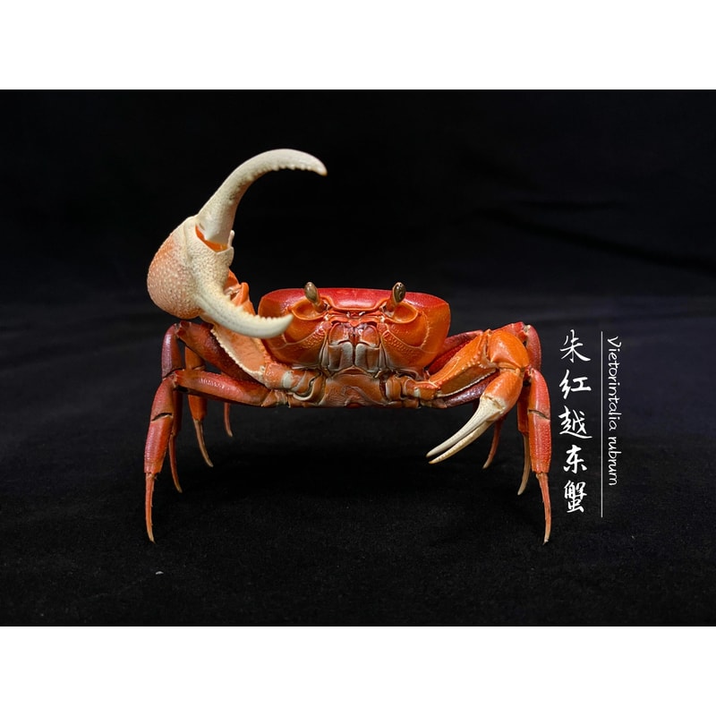 Real Crab Specimen Display Handcrafted Preserved Crab Ornament For Collectors Unique Home Decor 14