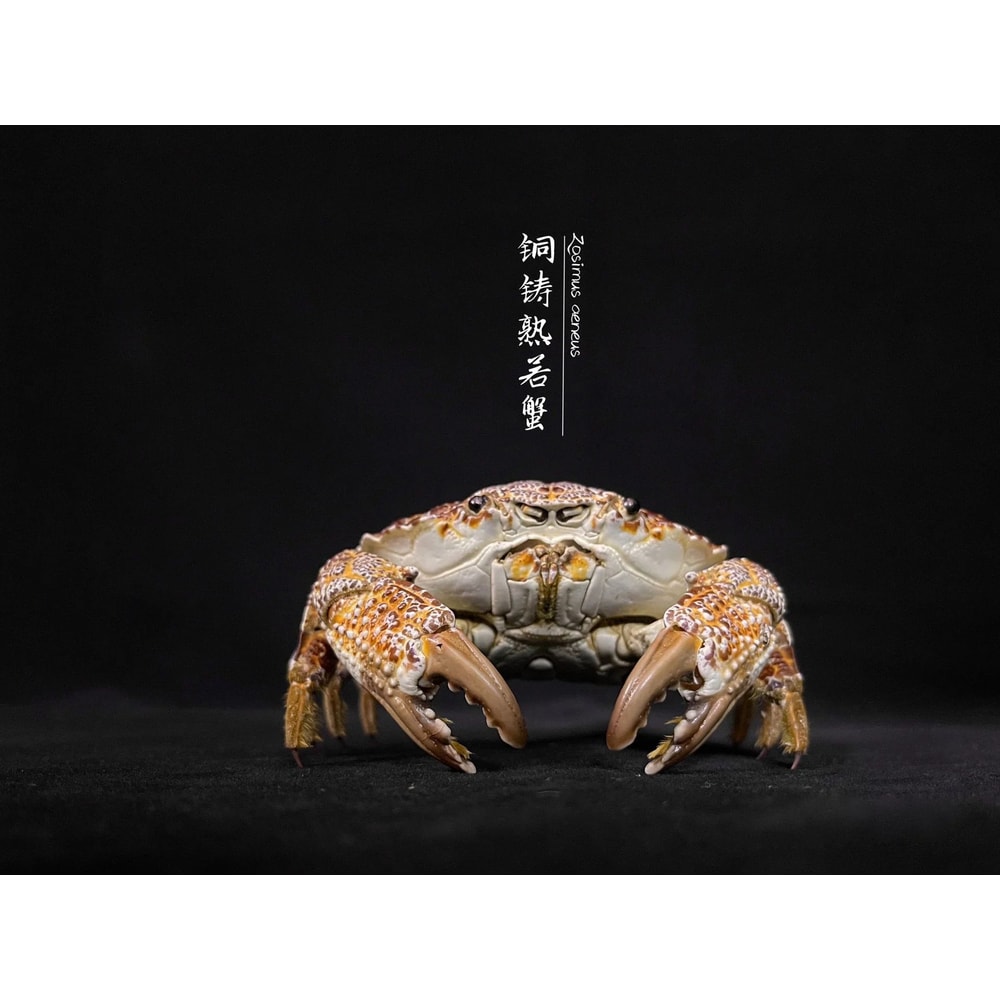 Real Crab Specimen Display Handcrafted Preserved Crab Ornament For Collectors Unique Home Decor 15