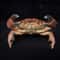 Real Crab Specimen Display Handcrafted Preserved Crab Ornament For Collectors Unique Home Decor 19