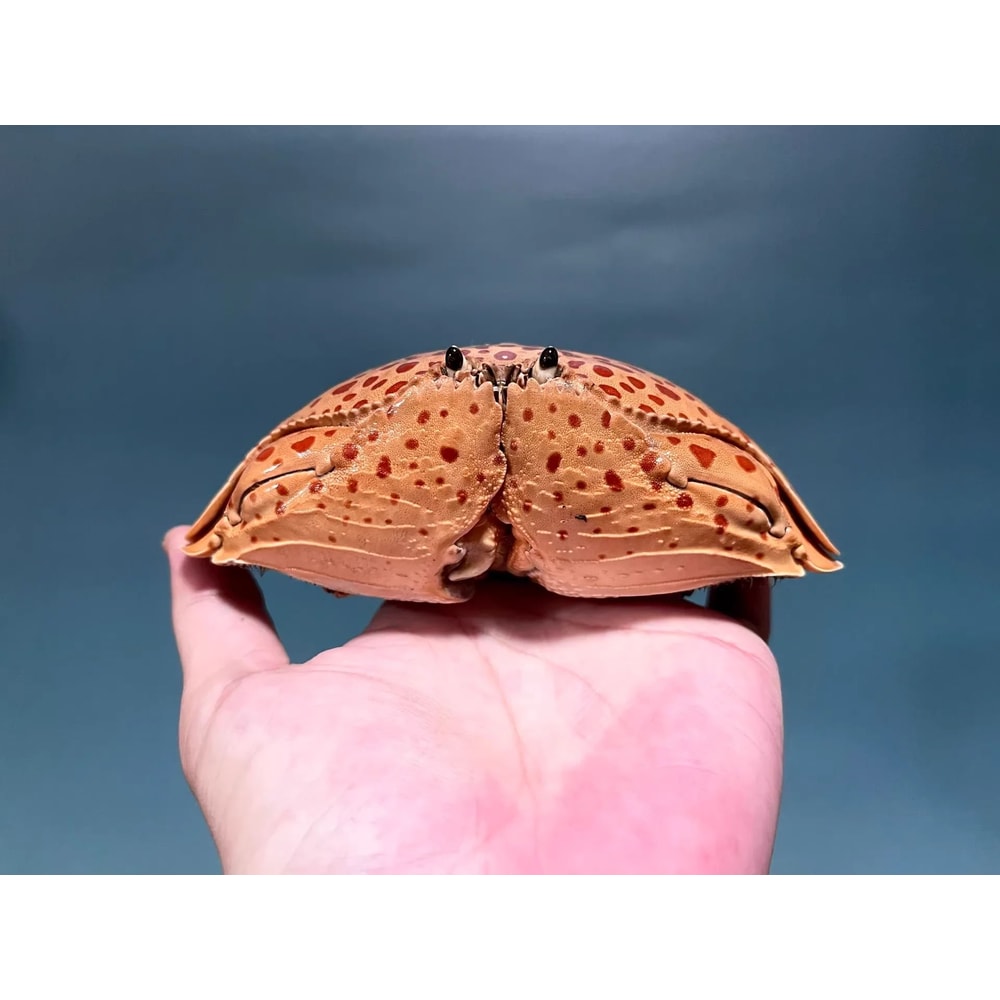 Real Crab Specimen Display Handcrafted Preserved Crab Ornament For Collectors Unique Home Decor 22