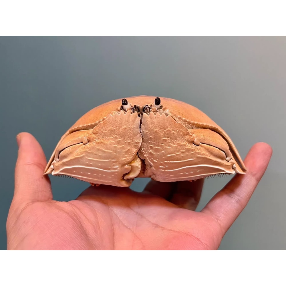 Real Crab Specimen Display Handcrafted Preserved Crab Ornament For Collectors Unique Home Decor 24