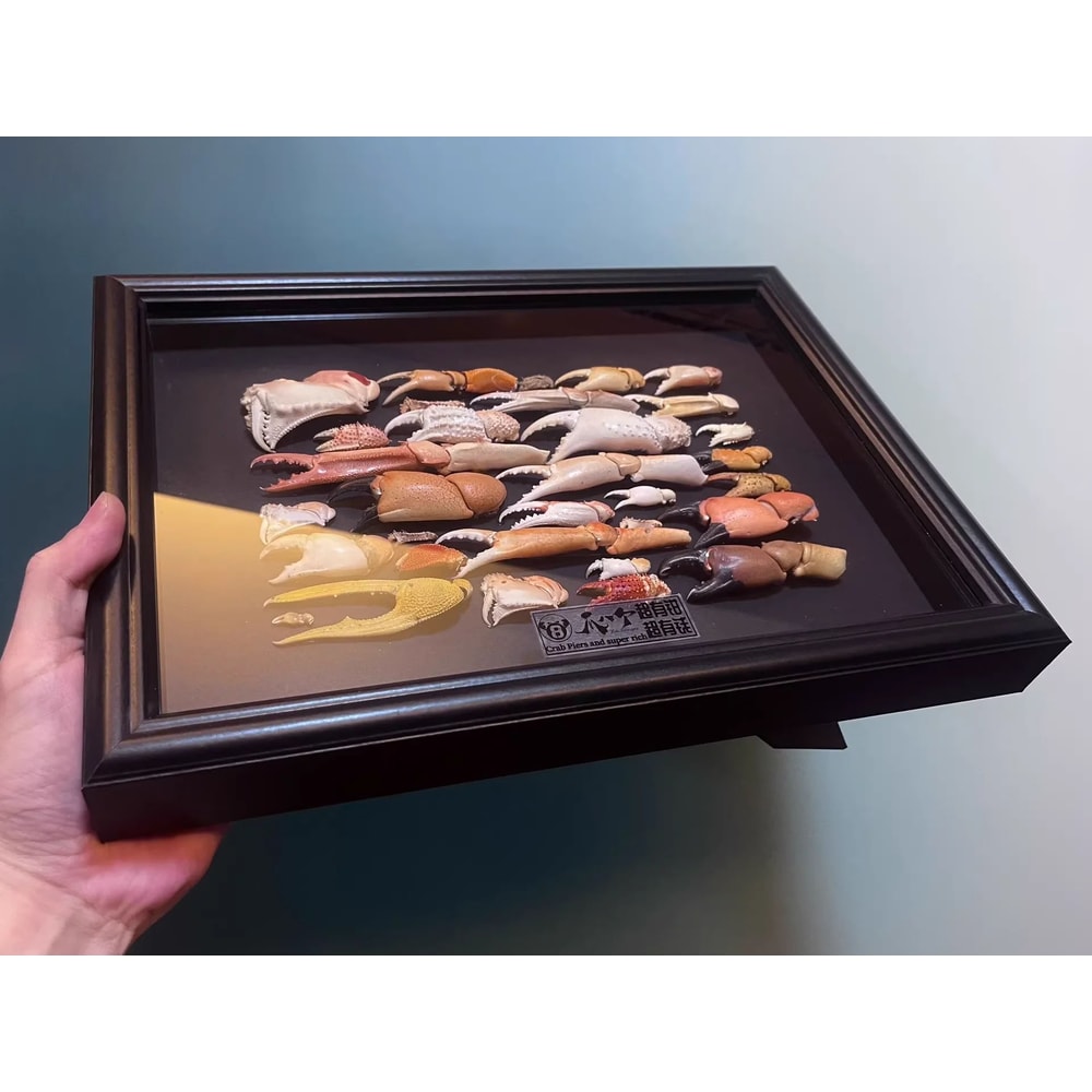 Real Crab Specimen Display Handcrafted Preserved Crab Ornament For Collectors Unique Home Decor 26