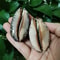 Natural Arabian Cowrie Shell Set 2PCS Large Seashells For DIY Crafts Beach Decor 1