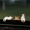 Mini Cute Cat Figurine Set 3D Resin Animal Desk Decor For Shelf Monitor Display 0