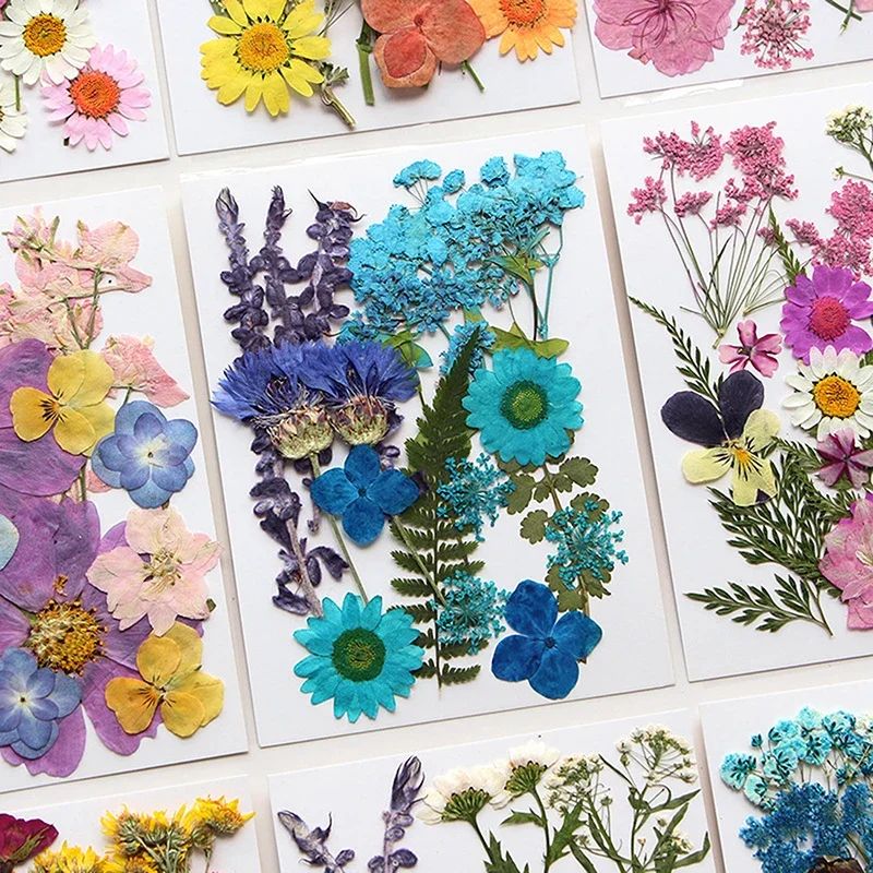 Premium Natural Dried Flower Resin Fillers Real Pressed Flowers For Nail Art Jewelry DIY Crafts 4