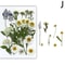 Premium Natural Dried Flower Resin Fillers Real Pressed Flowers For Nail Art Jewelry DIY Crafts 15