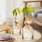 4Piece Avocado Seed Starter Vase Set Glass Growing Kit For Indoor Plant Lovers 0