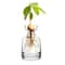4Piece Avocado Seed Starter Vase Set Glass Growing Kit For Indoor Plant Lovers 9