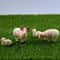 Mini Resin Sheep Family Figurine Set Micro Landscape Garden Desk Decor 1