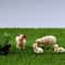 Mini Resin Sheep Family Figurine Set Micro Landscape Garden Desk Decor 2