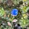 HandCarved Crystal Rose Gemstone Healing Flower Ornament Gift 11