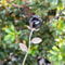 HandCarved Crystal Rose Gemstone Healing Flower Ornament Gift 13