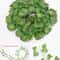 8268 In Artificial Green Ivy Leaf Garland Realistic Silk Hanging Vine For Home Garden Event Decor 8