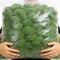 Artificial Moss Stone Balls Realistic Green Foam Flocking Rocks For Bonsai Garden Decor 5