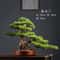 Artificial Welcome Pine Bonsai Tree Four Seasons Desktop Landscape Plant For Home Office Decor 0