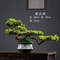 Artificial Welcome Pine Bonsai Tree Four Seasons Desktop Landscape Plant For Home Office Decor 1