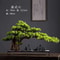 Artificial Welcome Pine Bonsai Tree Four Seasons Desktop Landscape Plant For Home Office Decor 3