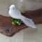 Lifelike Grey Dove Decorative Figurine Realistic Artificial Bird For Home Events Photography Prop 10