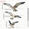 Coastal Breeze Wooden Seagull Wall Decor Retro Bird Ornament For Living Room Office Styling 7