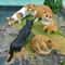 CozyPaws Lying Orange Cat Figurine Cute Mini Pet Desktop Decor For Home Office 0