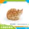 CozyPaws Lying Orange Cat Figurine Cute Mini Pet Desktop Decor For Home Office 13