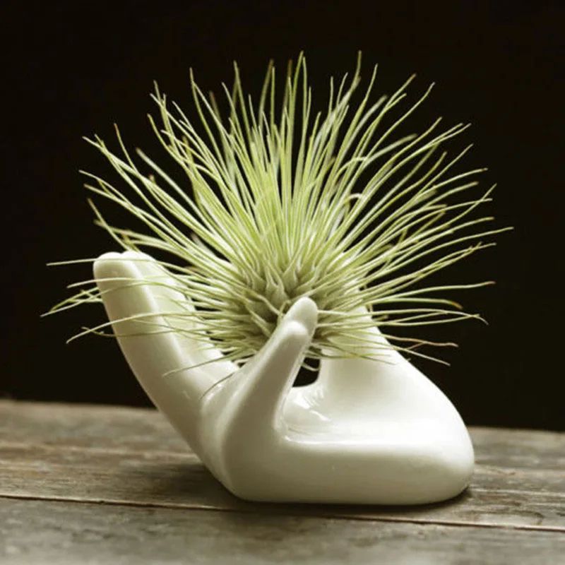 Elegant Hand Ceramic Air Plant Holder White Porcelain Tillandsia Stand For Desk Home Decor 0
