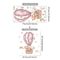 Dream Sky Balloon Animal Wall Stickers Cute Cartoon Nursery Decals For Kids Room Decor 11