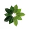 Ever Green Magnolia Leaf Set 25pcs Realistic PU Artificial Leaves For DIY Floral Home Decor 2