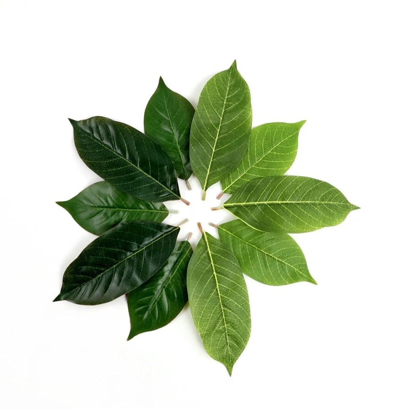 Ever Green Magnolia Leaf Set 25pcs Realistic PU Artificial Leaves For DIY Floral Home Decor 2