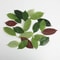 Ever Green Magnolia Leaf Set 25pcs Realistic PU Artificial Leaves For DIY Floral Home Decor 1